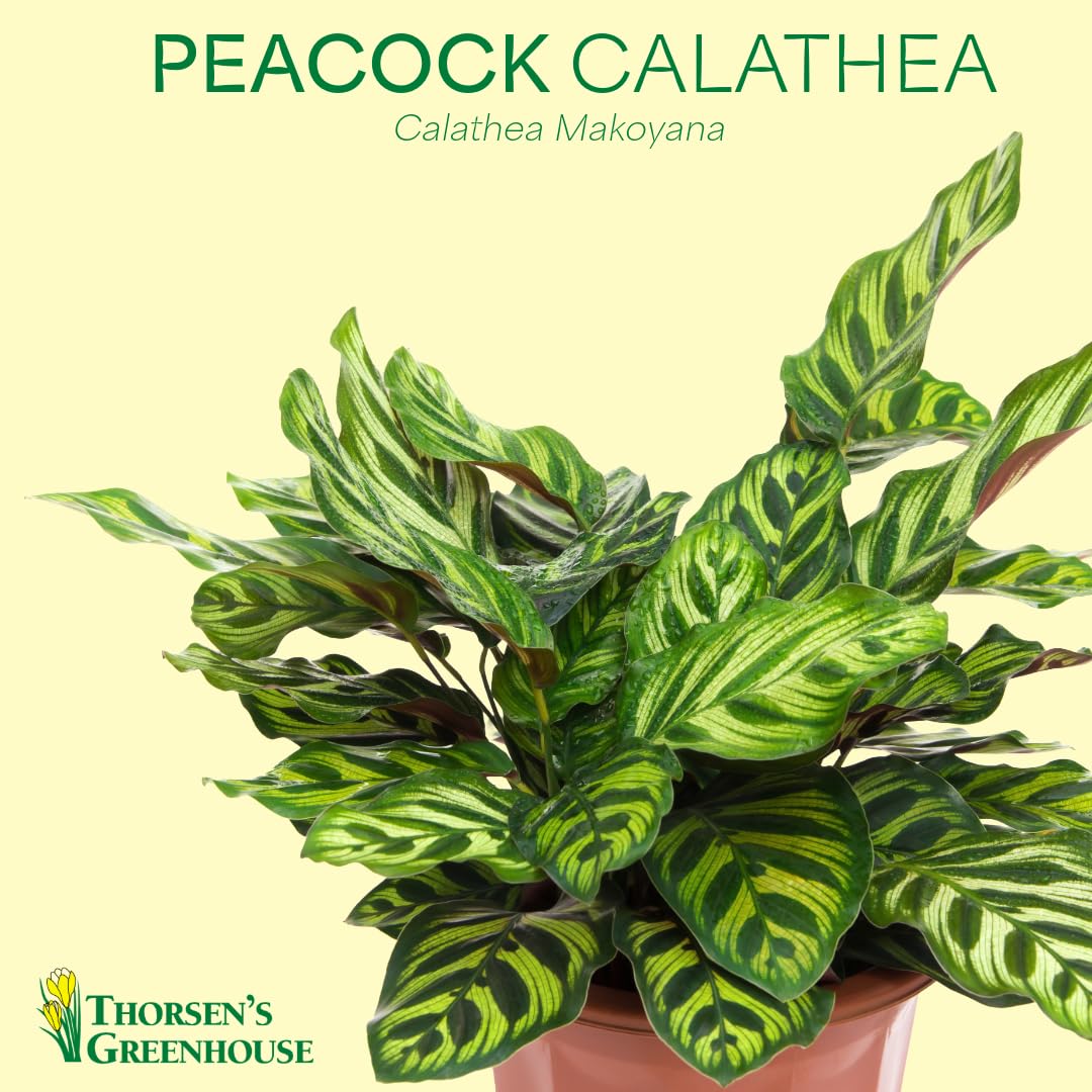Thorsen's Greenhouse Peacock Calathea, Live Indoor Plant, Safe for Pets, Colorful Foliage, Rare Variety, Peacock Plant, 4" Diameter (Coffee)