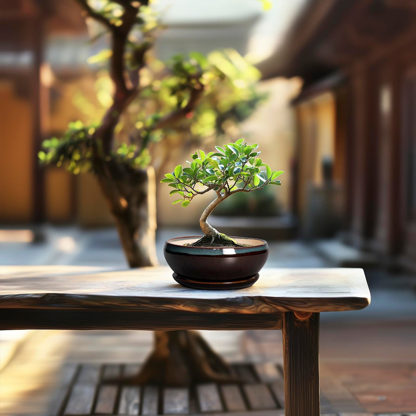 SQOWL Succulent Pots with Drainage Hole - 6 Inch Ceramic Bonsai Tree Pots, Shallow Planter with Saucer, Round Plant Pot for Succulent Indoor Outdoor, Porch Decor, Gifts for Plant Lover, Blue-Brown