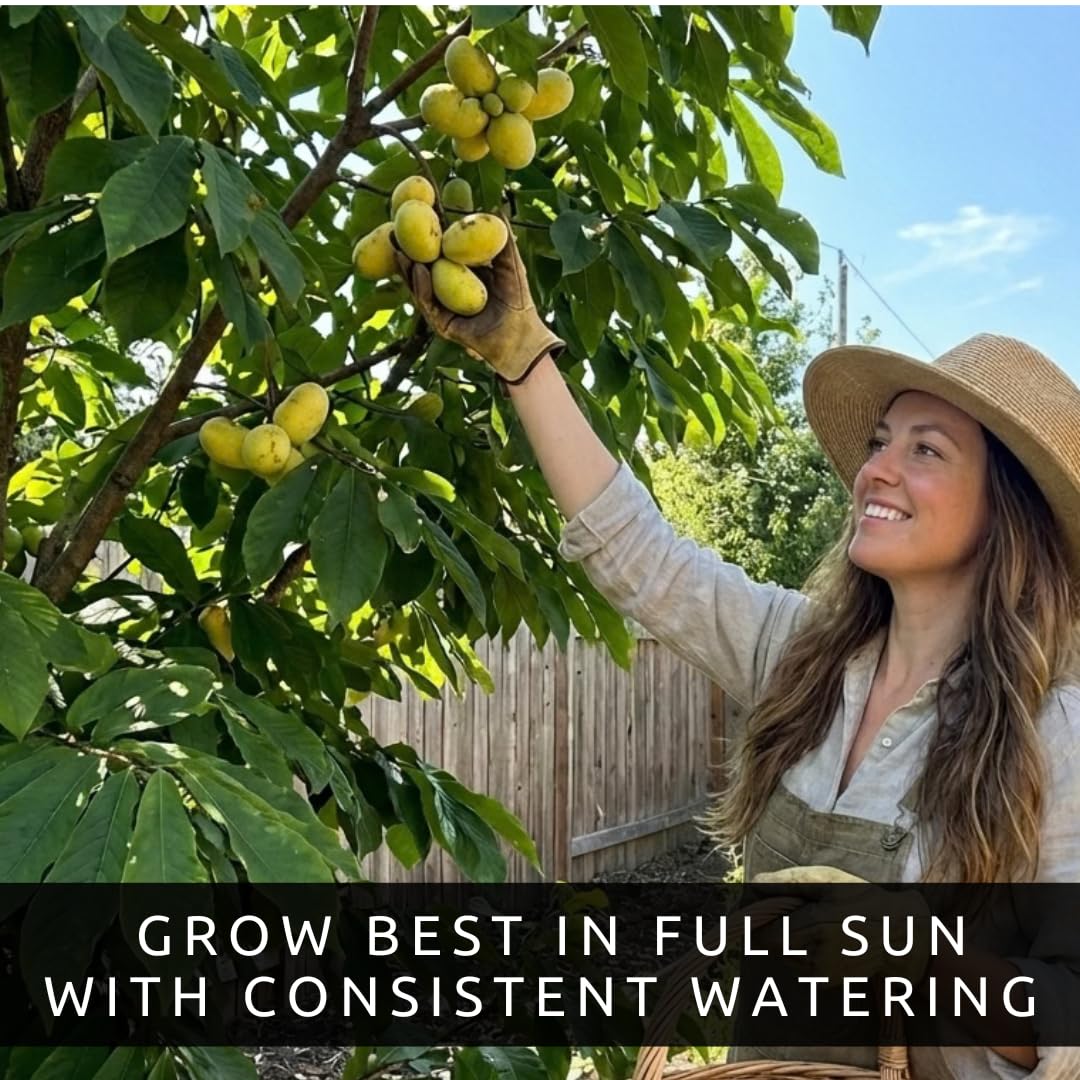 Pawpaw Tree Live Plants (Asimina triloba) – 1-2 Feet Tall Hardy Native Fruit Trees – Produces Delicious Tropical-Flavored Pawpaw Fruit – Fast Growing Backyard Orchard Plant (5 Trees)
