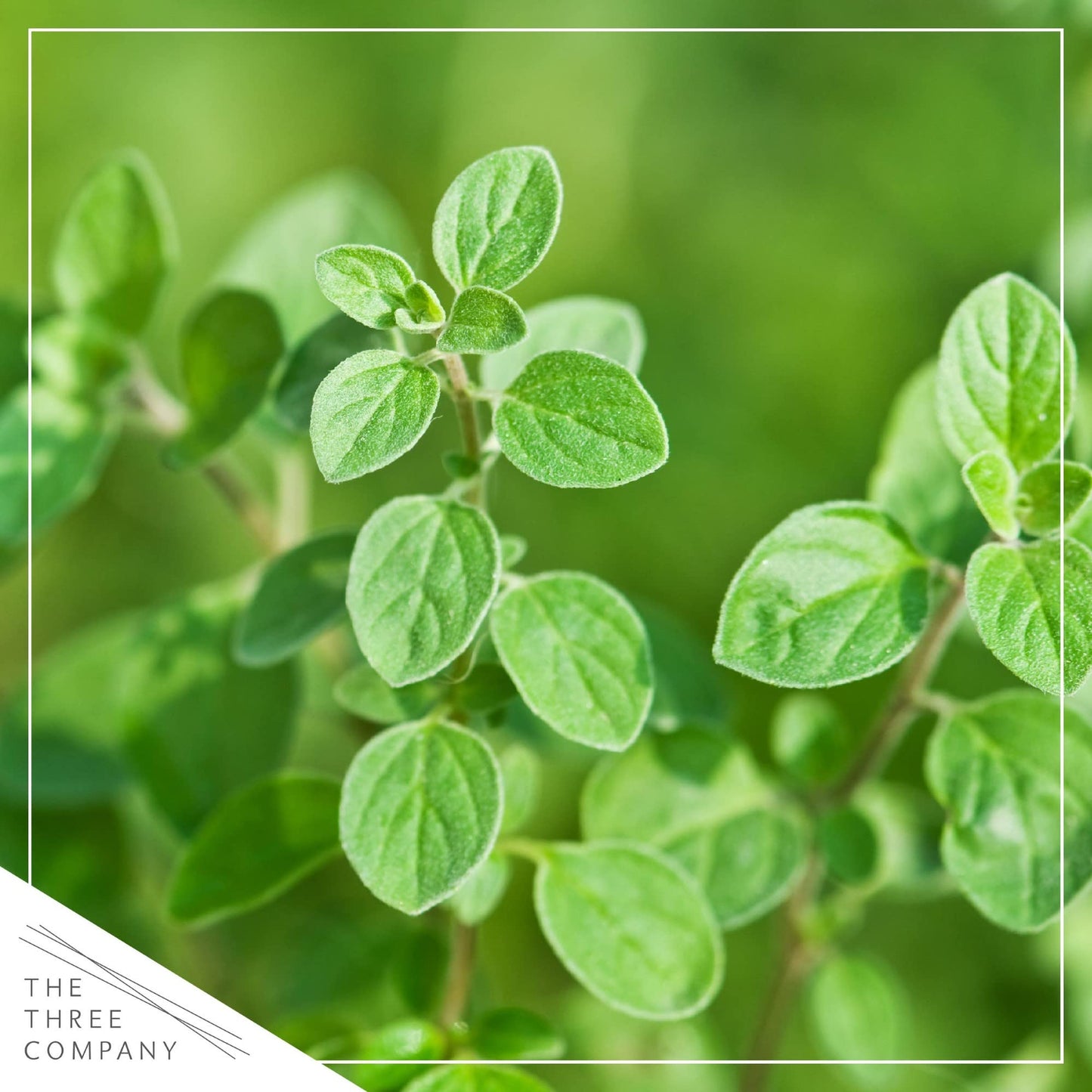 Live Aromatic and Edible Herb - Oregano (4 Per Pack), Loaded with Antioxidants, 8" Tall by 4" Wide in 1 Pint Pot