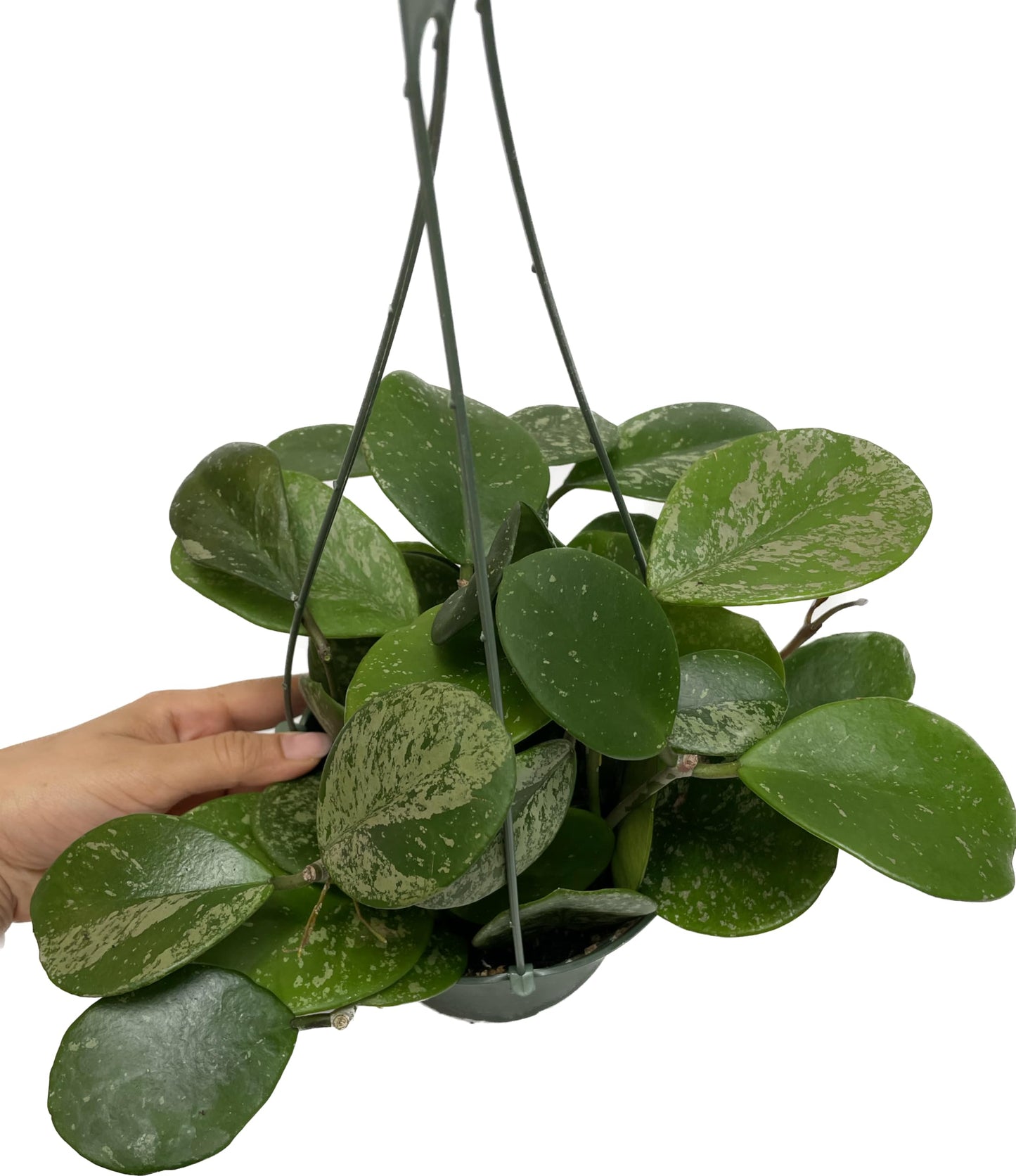 Hoya Obovata Spalsh Available in 2" Pot, 4" Pot, and 6" Hanging Pot Hoya Live Plants Live Houseplants California Seller (Multiple Plants, 6" Hanging Pot)