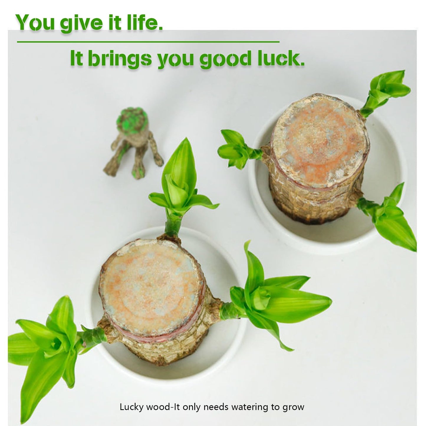 Generic Brazilian Wood, Brazilian Wood Plant, Mini Good Luck Wood for Indoor, Brazilian Wood hydroponic Plant - Indoor Office Desktop Plantr