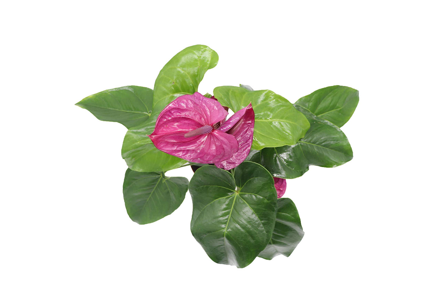 Purple Anthurium - 4" from California Tropicals
