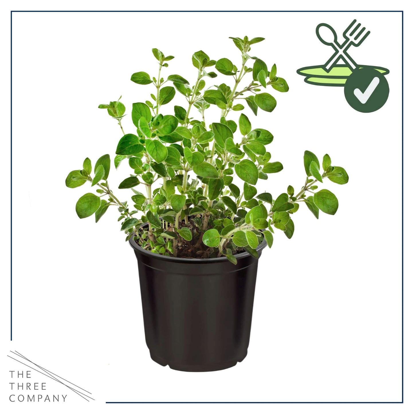 Live Aromatic and Edible Herb - Oregano (4 Per Pack), Loaded with Antioxidants, 8" Tall by 4" Wide in 1 Pint Pot