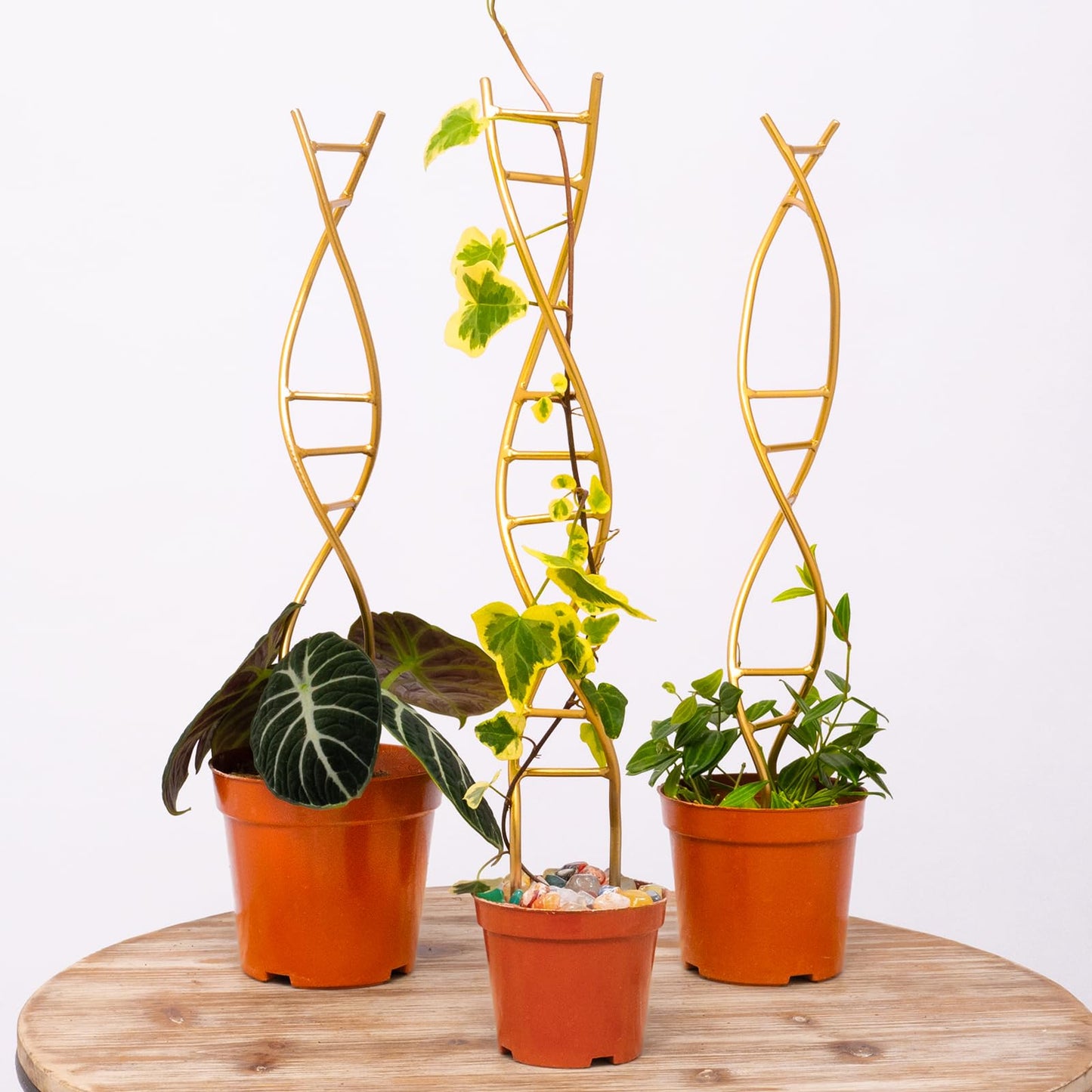 Yohsnor 3PCS DNA Plant Trellis Indoor and Outdoor - Lightweight Metal Trellis for Potted Plants, Hoya & Pothos Climbing Support, Artistic Geometric Design, Durable & Easy Installation