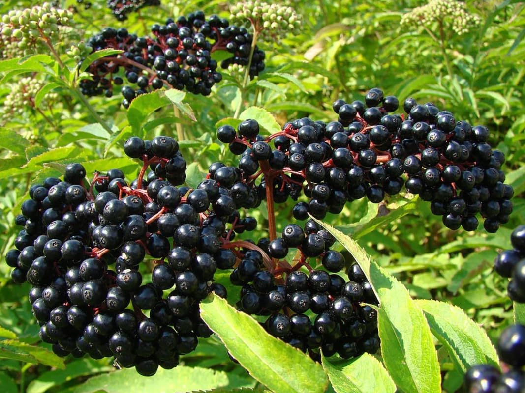 4 American Elderberry Tree Live Plant for Planting, Black Elderberry Bush Live Plants 6-12 Inc Height, Sambucus Canadensis Elderberry Plant Live, Sweet Elderberries Fruit Tree, Bareroots