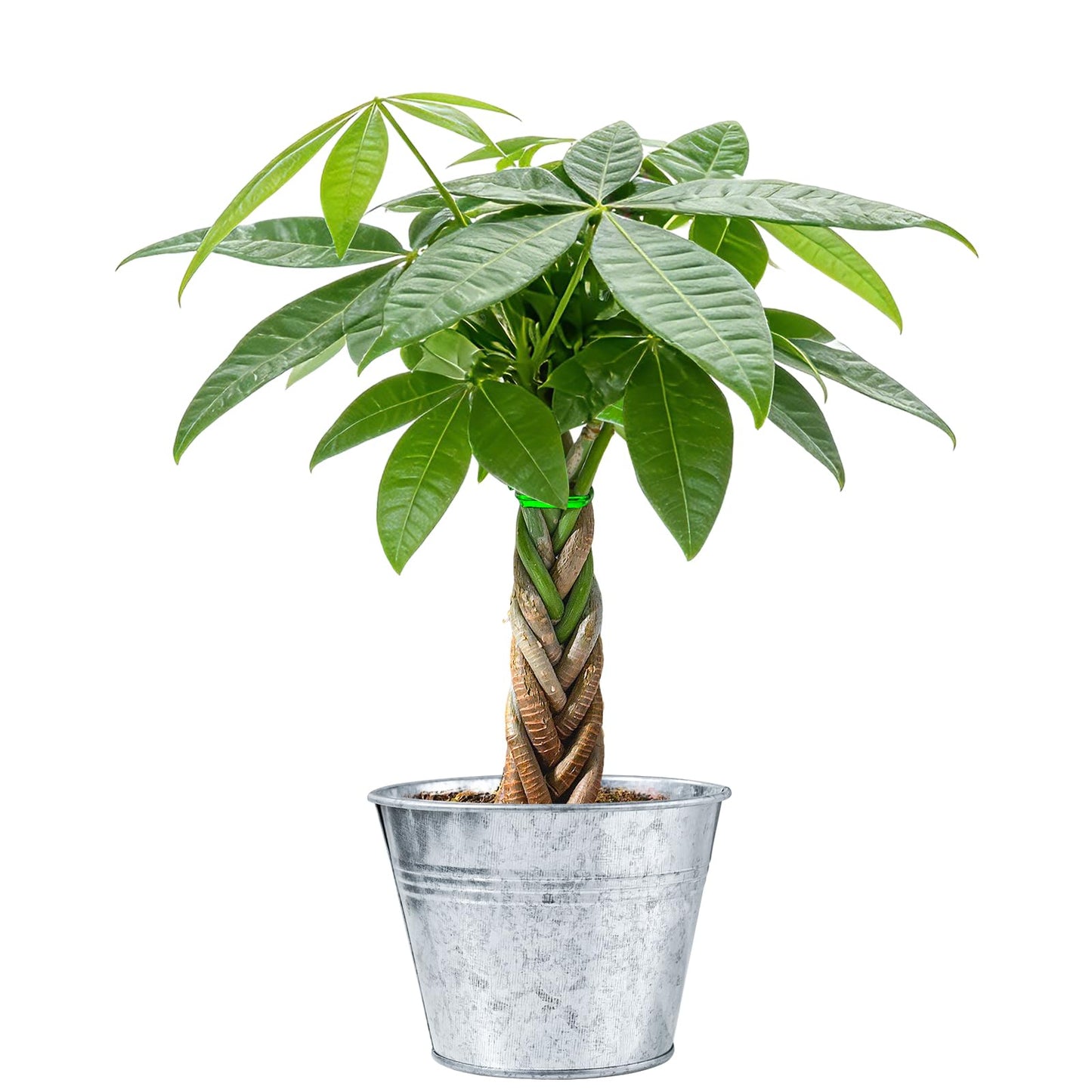Sprout N Green 8-10" Money Tree with 5 Lucky Braid, Live Plant with Silver Metal Pot, Decoration for Indoor Home Office Tabletop Windowsill Side Table, Housewarming Christmas Gift