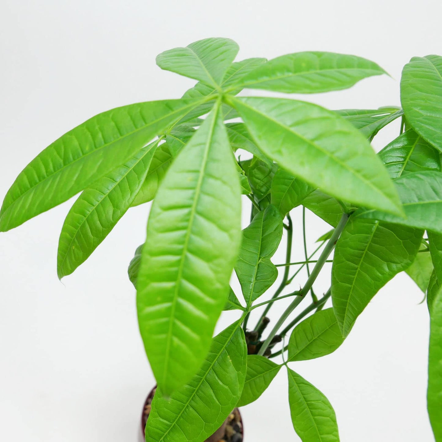Athena's Garden Money Tree Plant Indoor Live Plant Pachira Money Tree with Ceramic Planter 18 Inches Tall, Black Pot - White Rocks, Medium