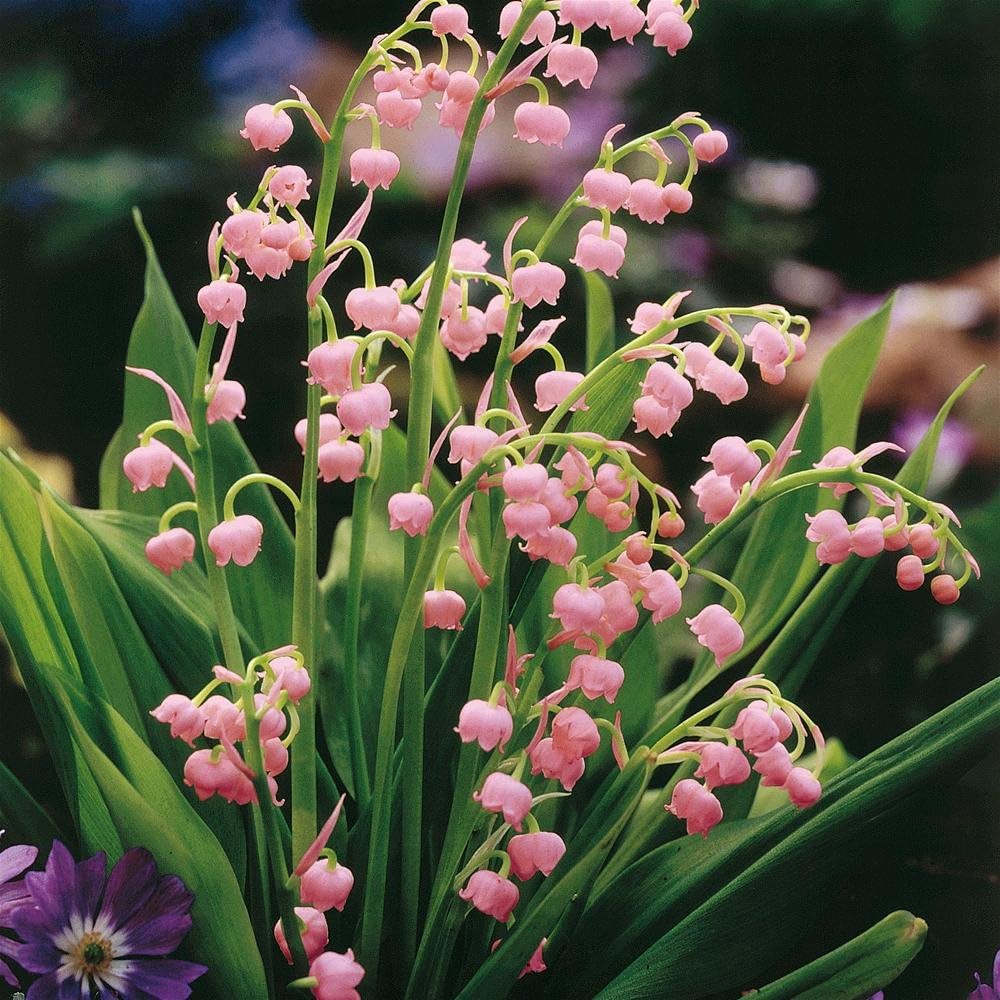 Votaniki Pink Lily of The Valley Bare Root - Hardy Perennial, Bell Shaped & Fragrant Flowers | Spring Flowers, Convallaria Majalis VAR. 'Rosea', Easy to Grow (20 Pack)