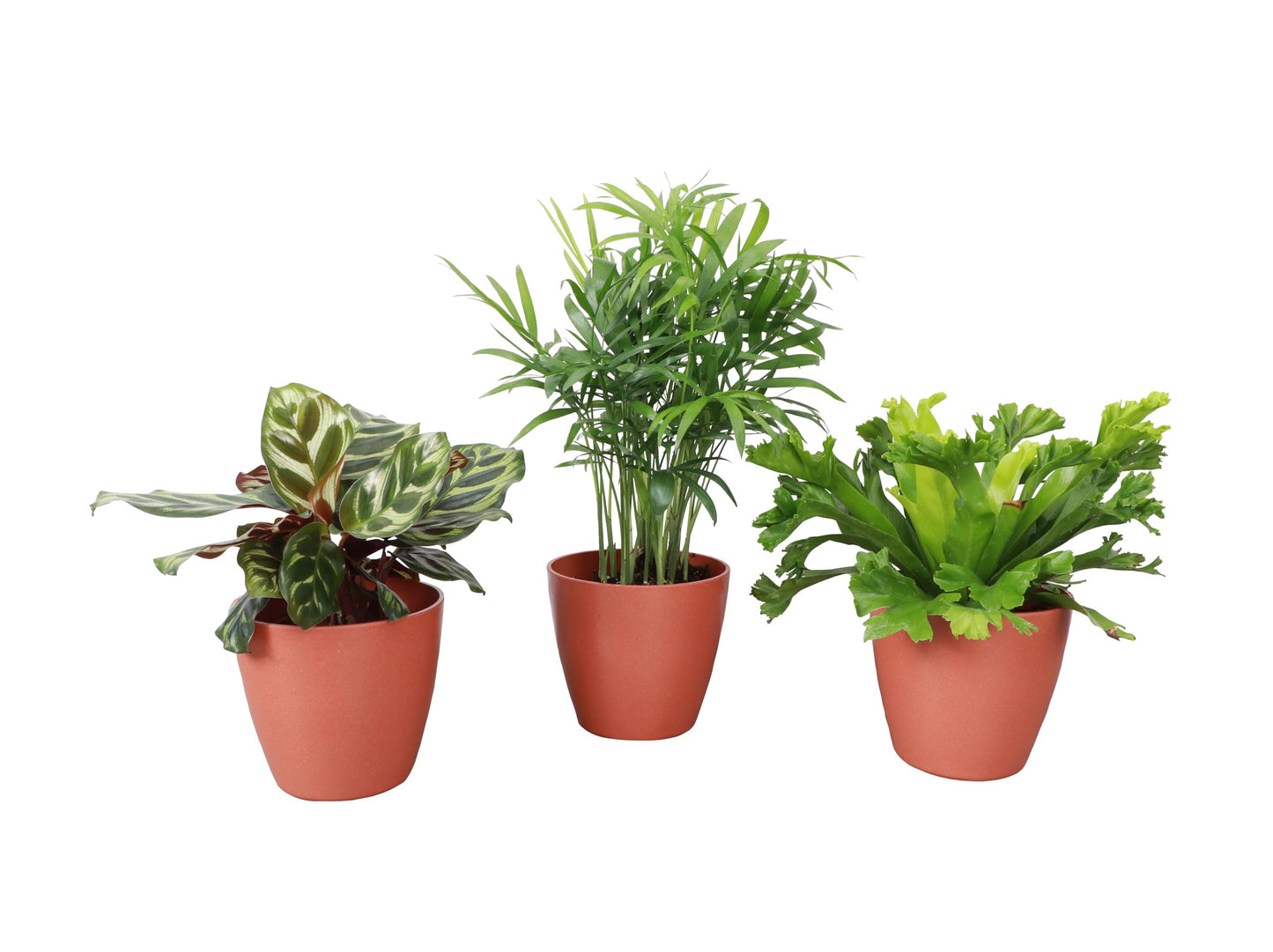 Thorsen's Greenhouse Live Pet Friendly Indoor Houseplants, Live Plants, Safe for Pets, 4" Diameter Pot, 3-Pack (Terra Cotta)