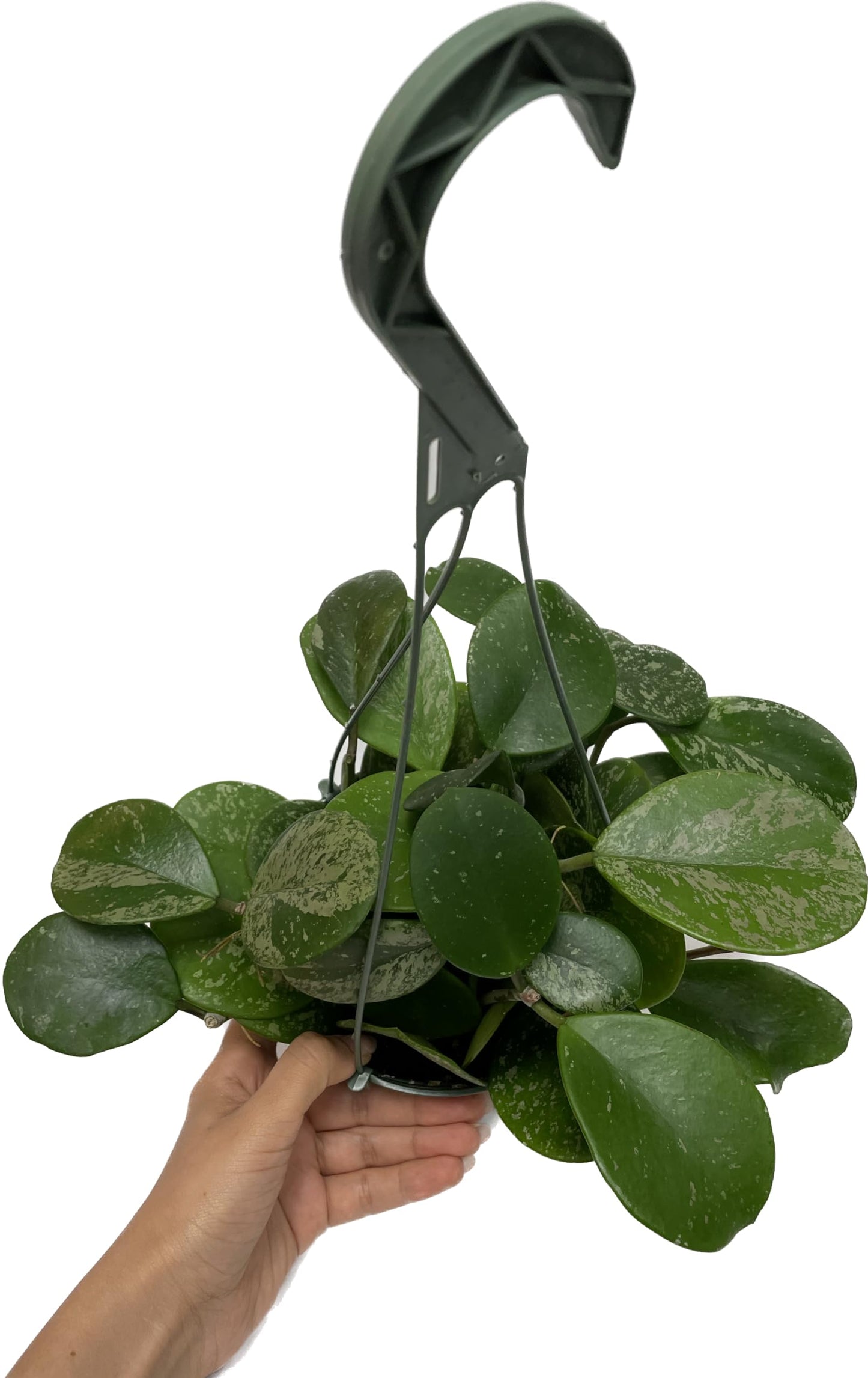 Hoya Obovata Spalsh Available in 2" Pot, 4" Pot, and 6" Hanging Pot Hoya Live Plants Live Houseplants California Seller (Multiple Plants, 6" Hanging Pot)