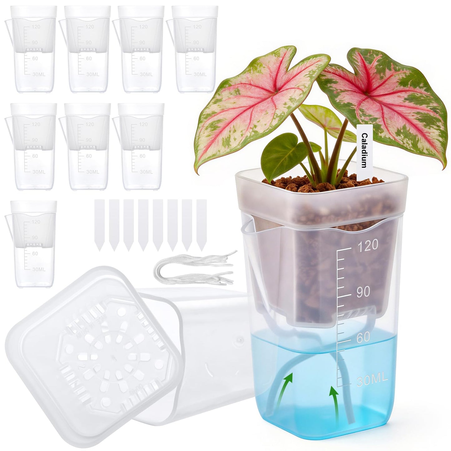 Zalovvi 2” Clear Self Watering Pots for Indoor Plants, 8PCS Mini Plastic Nursery Planters with Water Level Indicator & Drainage Holes for Propagation,Succulents,Seedling,African Violet,Plant Labels