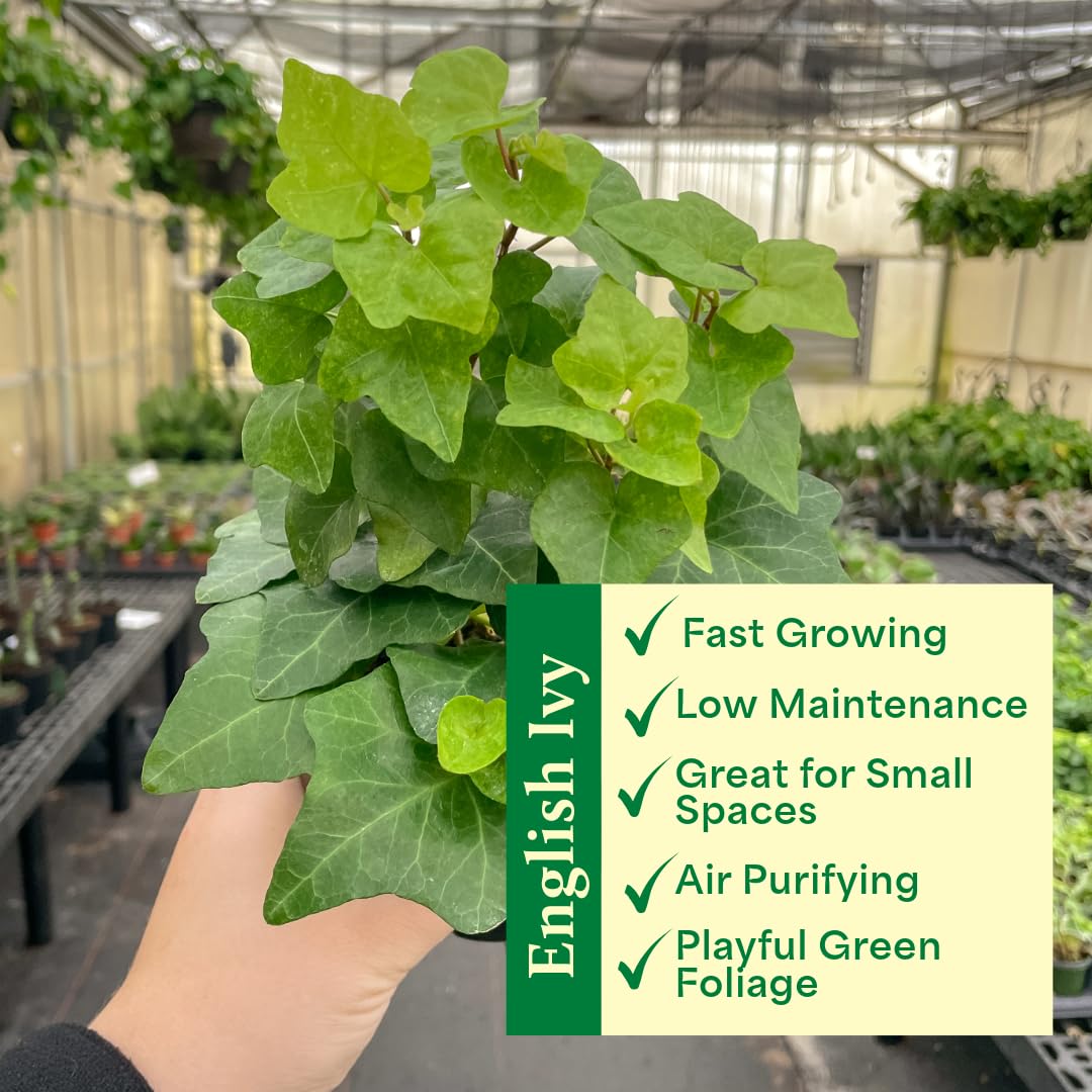 Thorsen's Greenhouse Live Green English Ivy Plant, Hedera Helix, Natural Air Purifier, Easy to Grow, Live Indoor Houseplant, 4" Diameter Pot, White