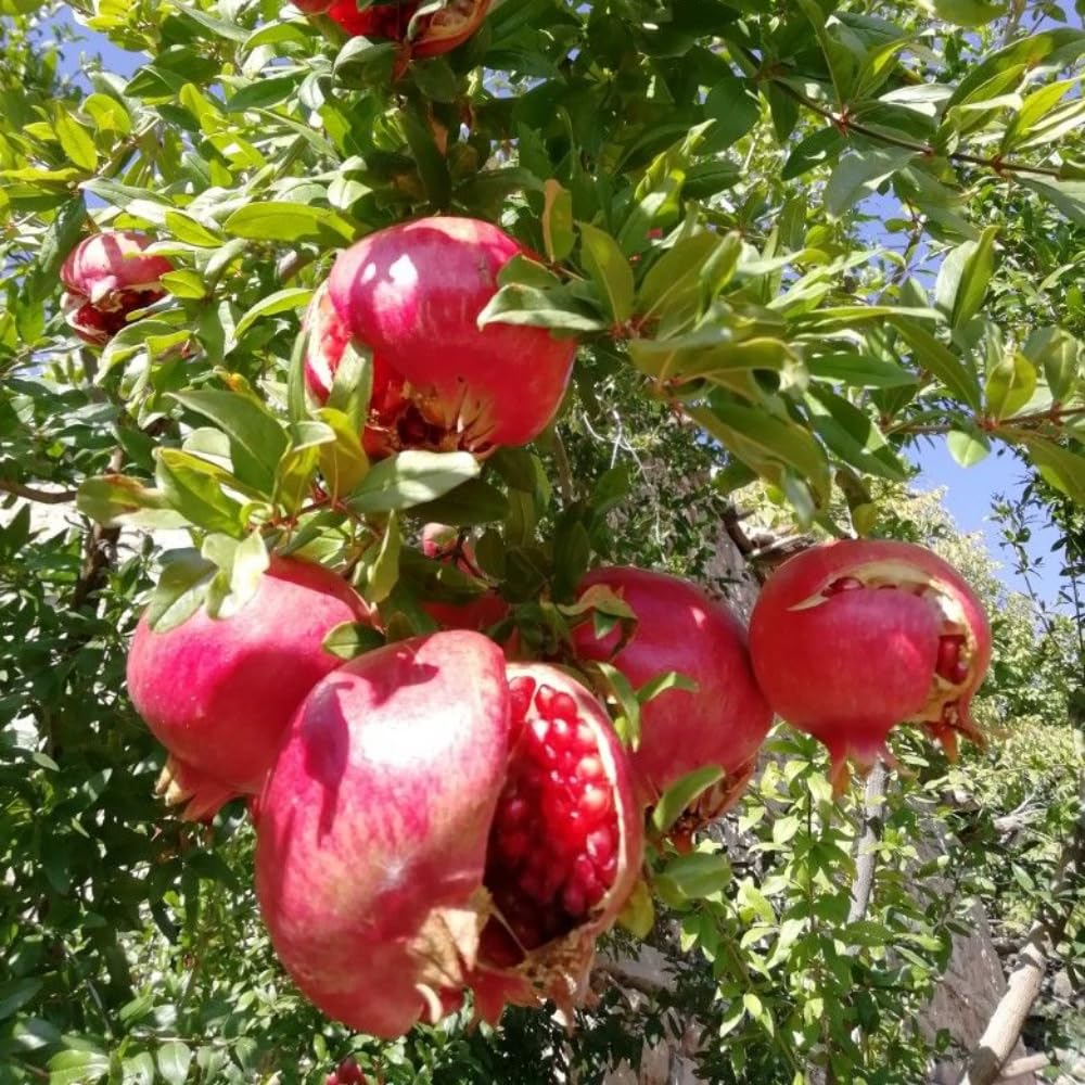 Pomegranate Plant Live, 20-24 Inches Tall Tree in Gallon Pot, Farfianka Pomegranate Fruit Plant, Sweet, Juicy Red Pomegranates, Hardy, Fast-Growing Ornamental Fruit Tree, No Ship to CA,HI,AK