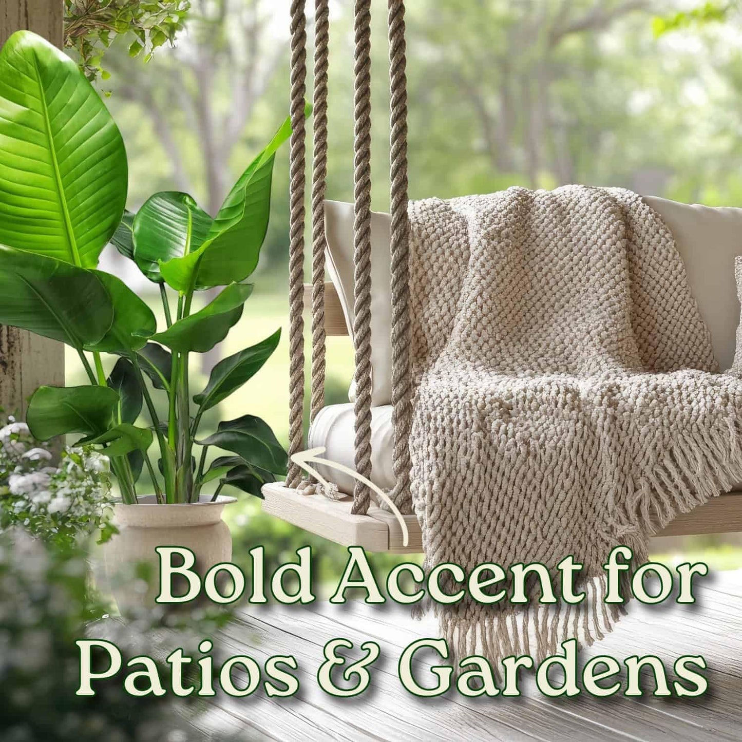 White Bird of Paradise Plant - Live Tropical Foliage Plant - Overall Height 30" to 36" - Tropical Plants of Florida (Plant + Indoor Soil)