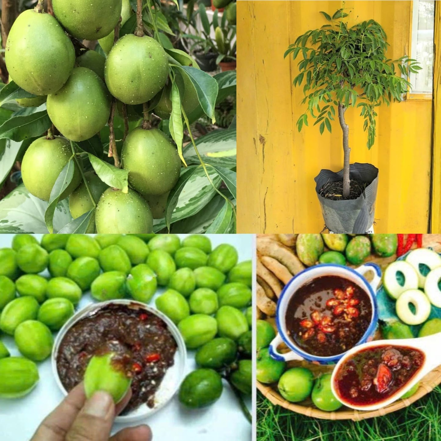 Thai June Plum Tree Live Plant in 3 Gallon Pot, 2-3 Years Old Well-Rooted, Ready to Transplant Outdoor, Fast-Growing