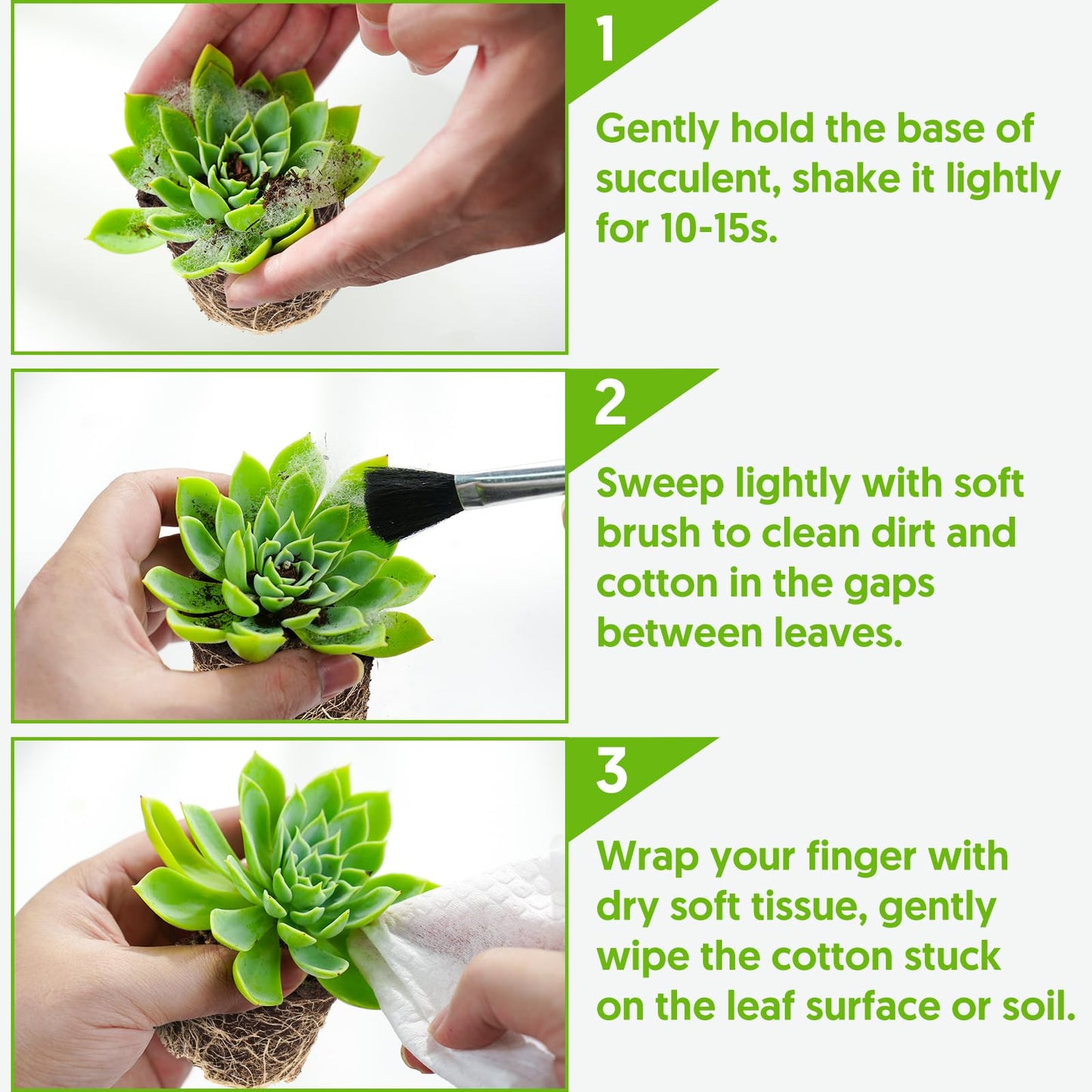 Sprout N Green Echeveria Toscannelly, Live Eyelash Succulent Fully Rooted in 2" Pots with Soil Mix, Houseplant for Indoor Outdoor Home Office Wedding Decor Party Favor, Easy to Care, Pet-Friendly