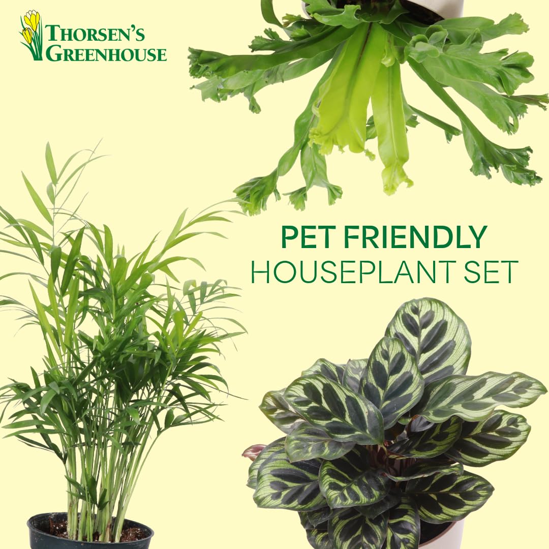 Thorsen's Greenhouse Live Pet Friendly Indoor Houseplants, Live Plants, Safe for Pets, 4" Diameter Pot, 3-Pack (Gold)
