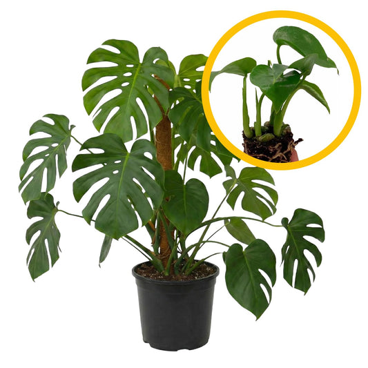 ragnaroc Monstera Deliciosa 2-4" 2ct – Live Plant for Indoor Outdoor Use, Garden & Landscaping – Live Arrival Guaranteed