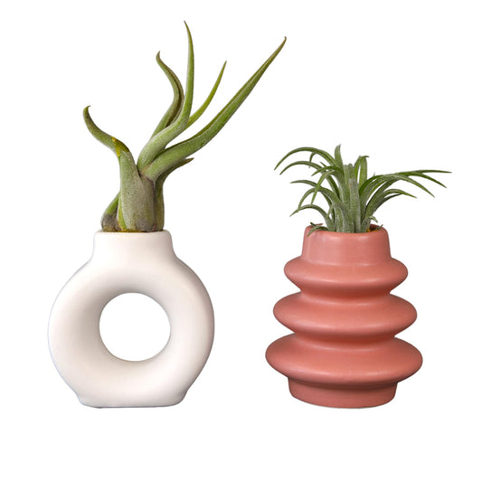 Live Air Plants with Decorative White & Pink Air Plant Holder Duo (2-Pack), Easy Plant Gift, Non-Toxic & Pet Friendly Plants, Air Plants Live Plants in Small Plant Pots, Home Decor by Plants for Pets