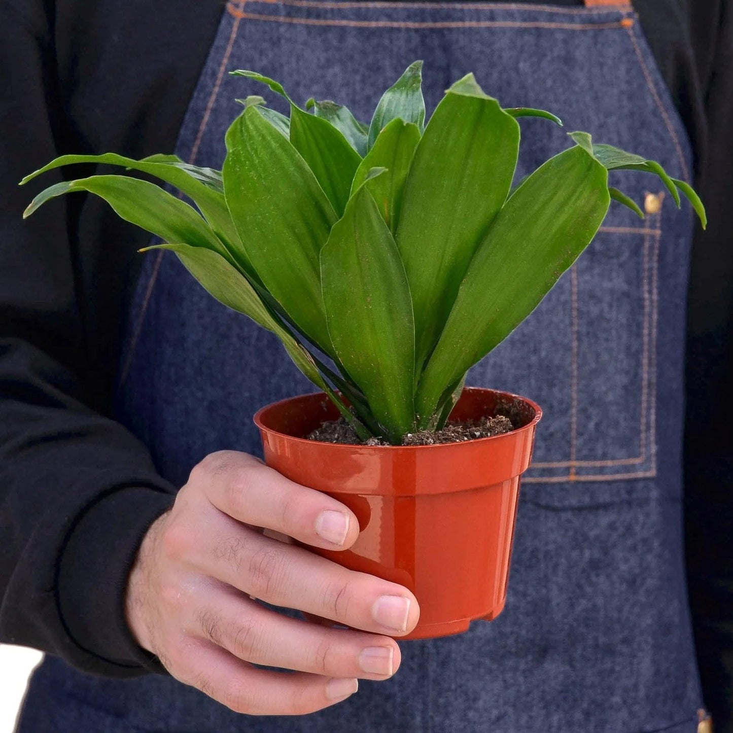 8 Pack Dracaena 'Janet Craig' in 3in Pot - Live Plants Tropical Houseplants | Variegated | USA Growers | The Snobby Leaf