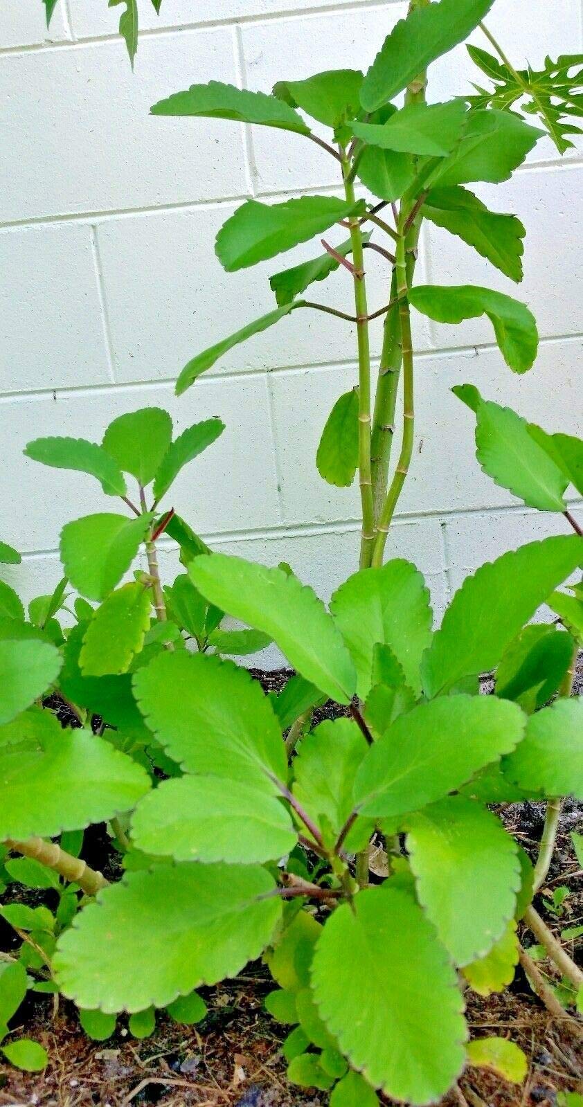 Kalanchoe Pinnata, , Goethe, Miracle Leaf Rooted
