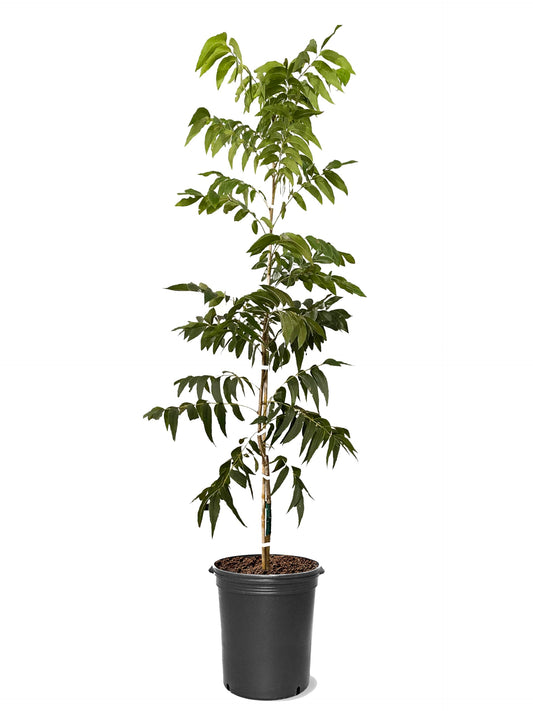 American Plant Exchange Pawnee Pecan Tree, 5 Gallon Pot, 2-3ft Tall, Live Fruiting, Nut-Producing, Large Outdoor Landscape Plant, Fast-Growing, Ideal for Home Orchards and Fresh Harvests