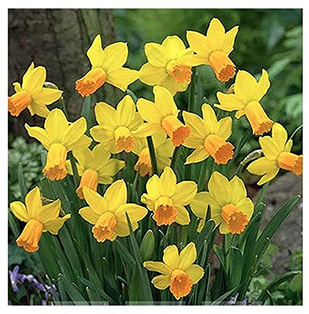 5 Ice Follies Narcissus Bulbs - Top Size Daffodil Bulbs