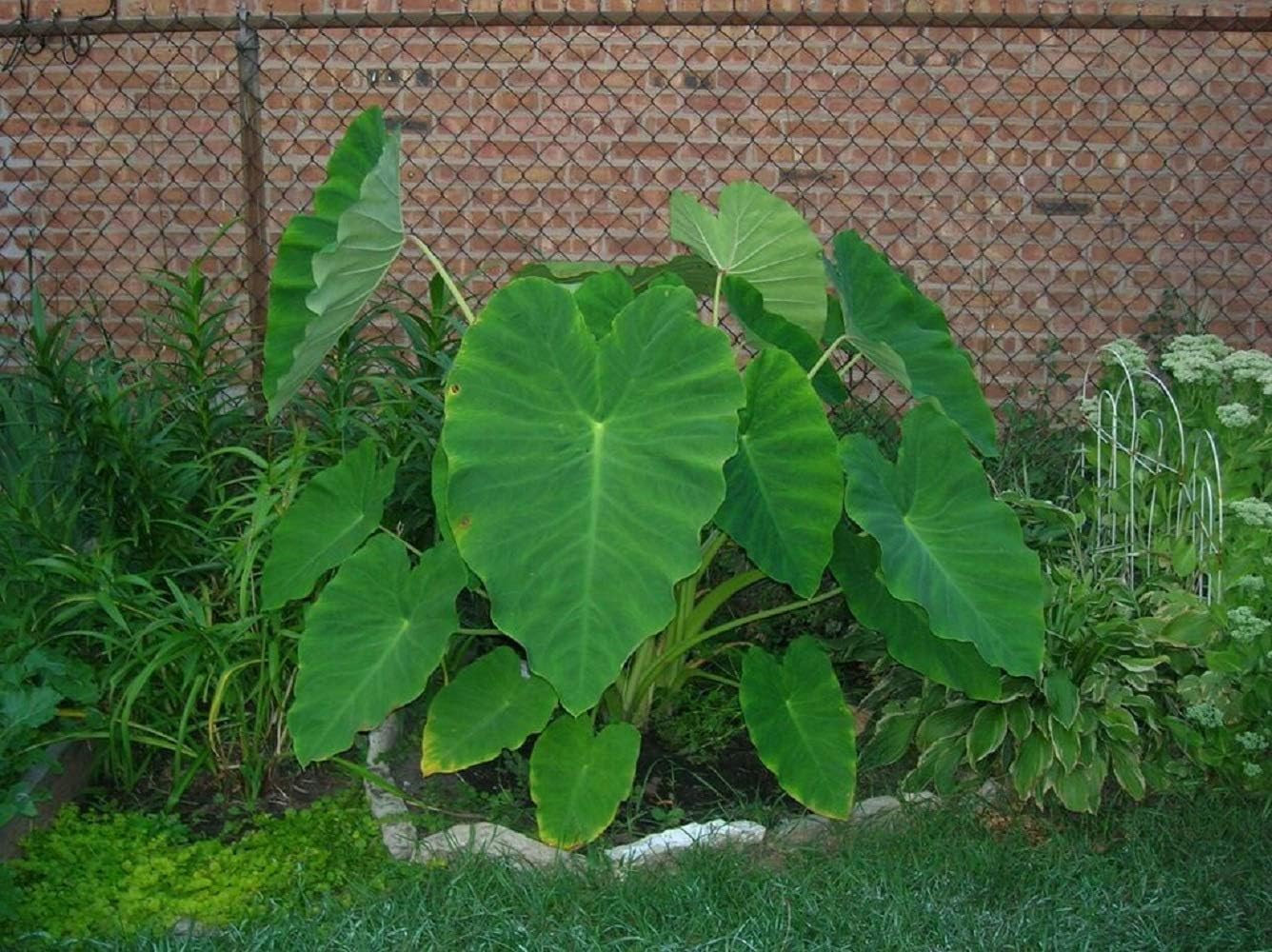 Ready to Grow 10 Colocasia Esculenta Elephant Ear Taro Poi Gabi Kalo Eddo Bulbs