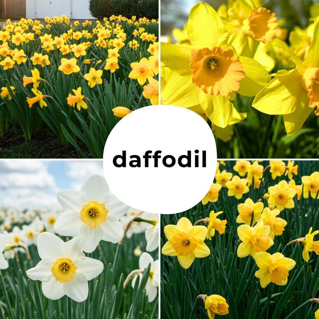 Cupids Embrace Double Daffodil Bulbs for Planting - Top Size Bulbs - Stunning Colors (10 Bulbs)