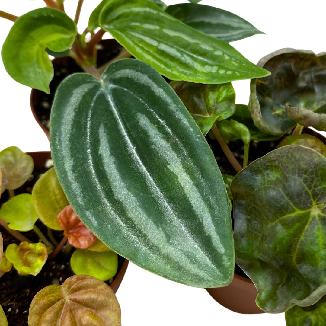 Harmony Foliage Rare Peperomia Premium Assortment Set of 3 in 2 inch pots