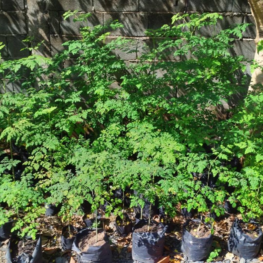 Sets 2 Live Malunggay Moringa Plants in One Pot for Planting, Oleifera Drumstick Horseradish Plants Live, 6 to 8 Inc Tall, Well-Rooted