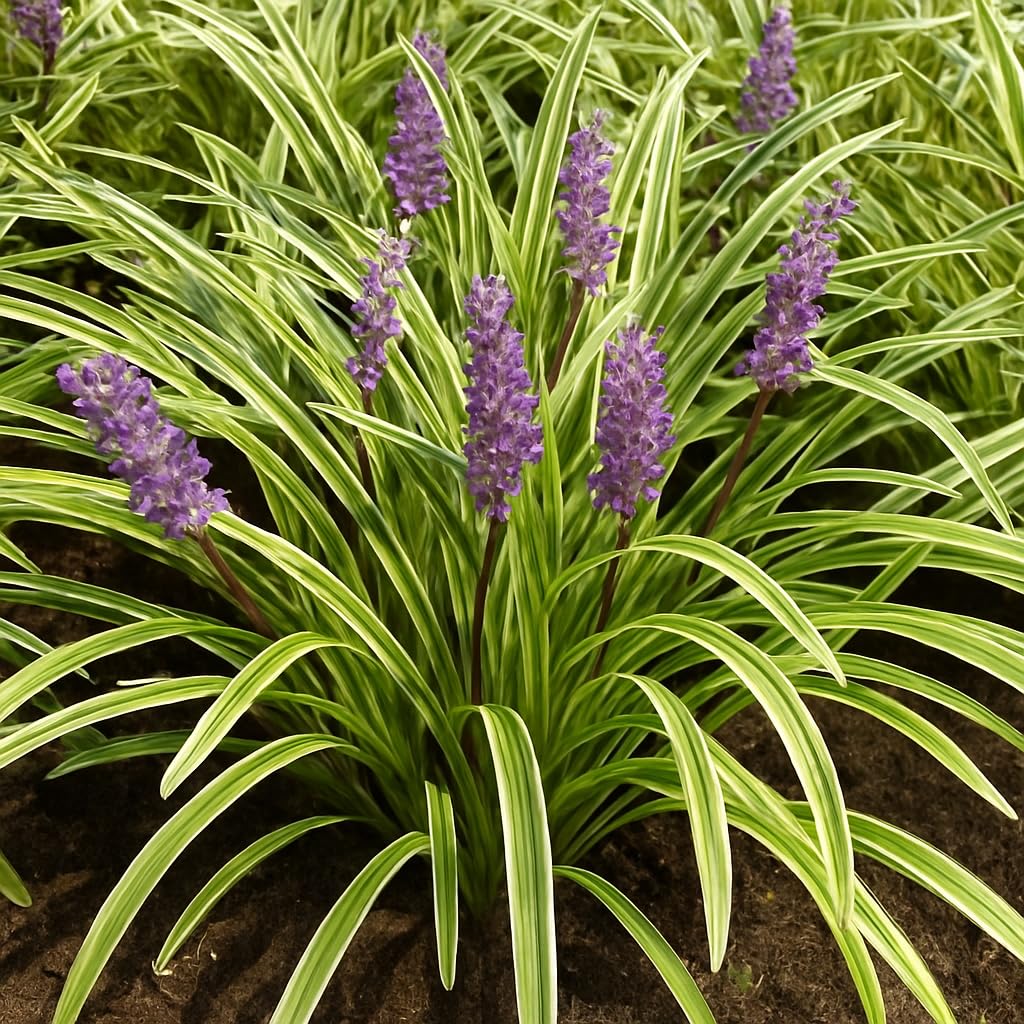 Perennial Farm Liriope M. 'Variegata' (Variegated Lilyturf) – Ornamental Grass in 4 Inch Pot, Lilac-Purple Flower Spikes, Variegated Green & Cream Foliage, Shade Tolerant, Great for Borders & Edging