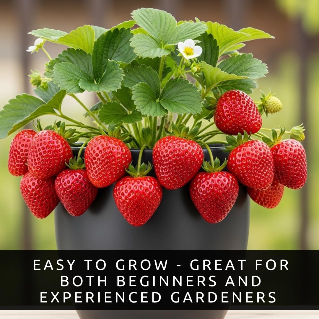 Ruby Giant Strawberry Plants – Extra Large Sweet Strawberries – High Yield Strawberry Runners – Big Fruit, Easy to Grow Plants for Home Gardens (15 Plants)