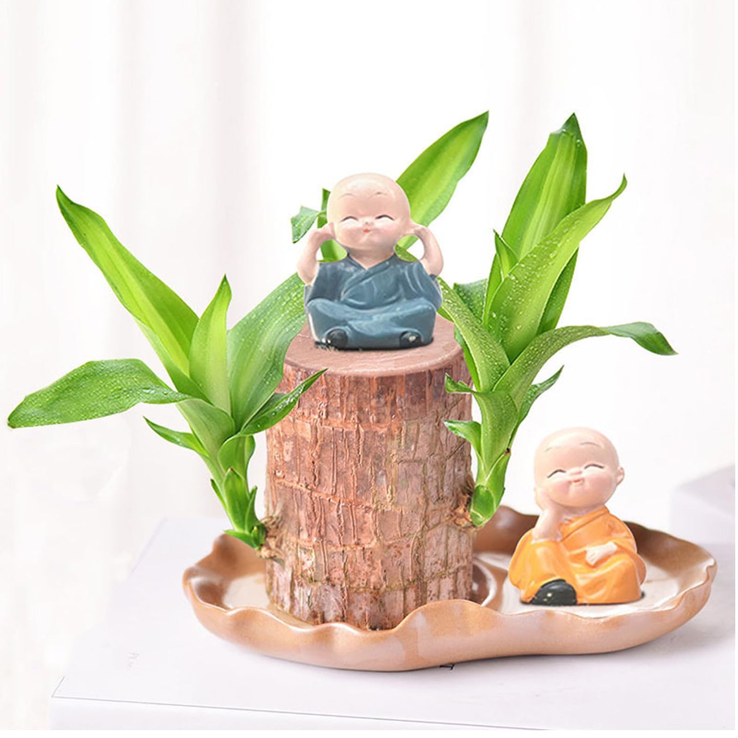 Generic Brazilian Wood, Brazilian Wood Plant, Mini Good Luck Wood for Indoor, Brazilian Wood hydroponic Plant - Indoor Office Desktop Plantr