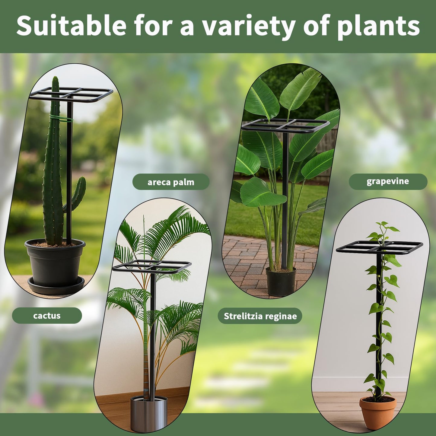 2-Pack Metal Dragon Fruit Trellis Support Set, 12" x 48" Outdoor Garden Plant Cage for Climbing Vines, Includes Stretch Plant Ties, Heavy-Duty Weather-Resistant Trellis for Tomatoes, Roses, Jasmine