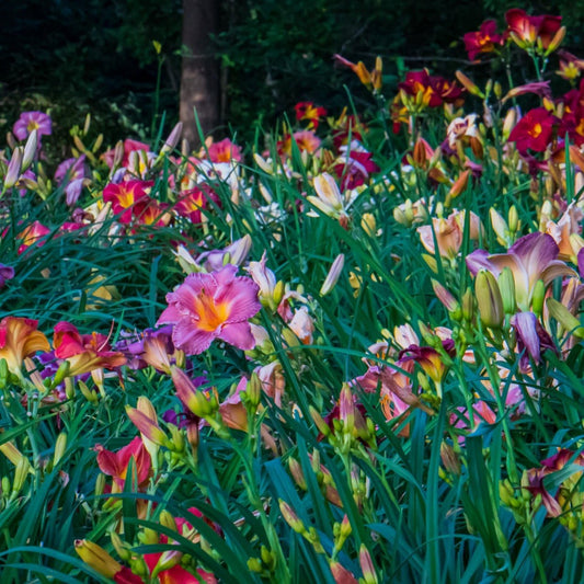 12 Pack - Daylilies by The Dozen, Easy to Grow, Growers Choice (12 bareroots)