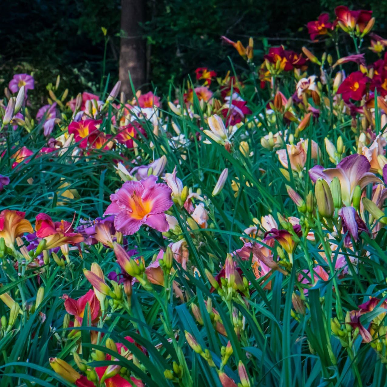 6 Pack - Daylilies by The Dozen, Easy to Grow, Growers Choice (6 Bareroots)