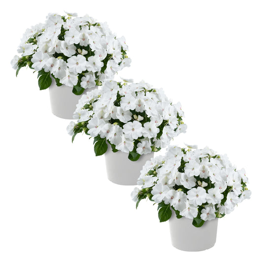 Live Flowering New Guinea Impatiens - White (3 Plants Per Pack) - Beautiful Shade Flowers - 12" Tall by 5" Wide in 1 Qt Pot