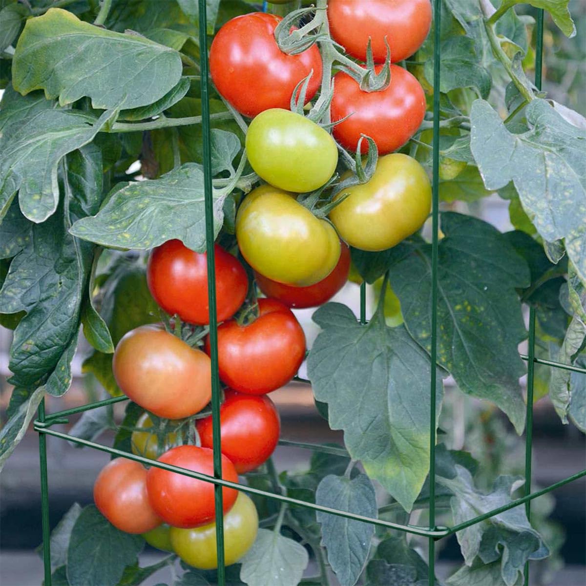 46" Height 12" Width 2PCS Green Square Folding Tomato Cage,Plant Support Stake Tower