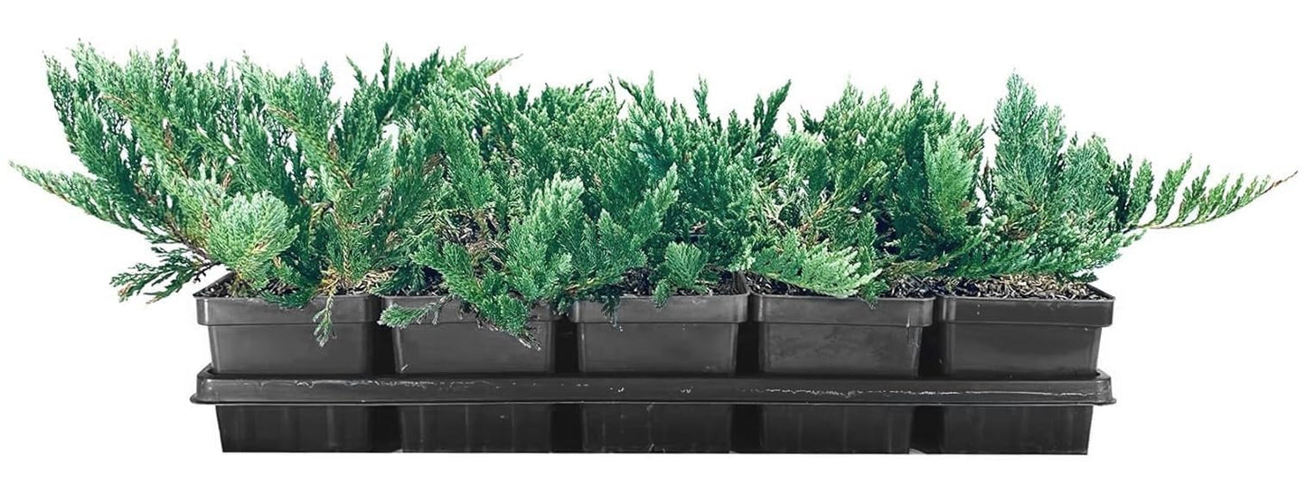 Juniper Blue Chip | 5 Live 4 Inch Pots | Juniperus horizontalis 'Blue Chip' | Low-Maintenance Ground Cover Plants | Drought-Tolerant Landscaping Shrub