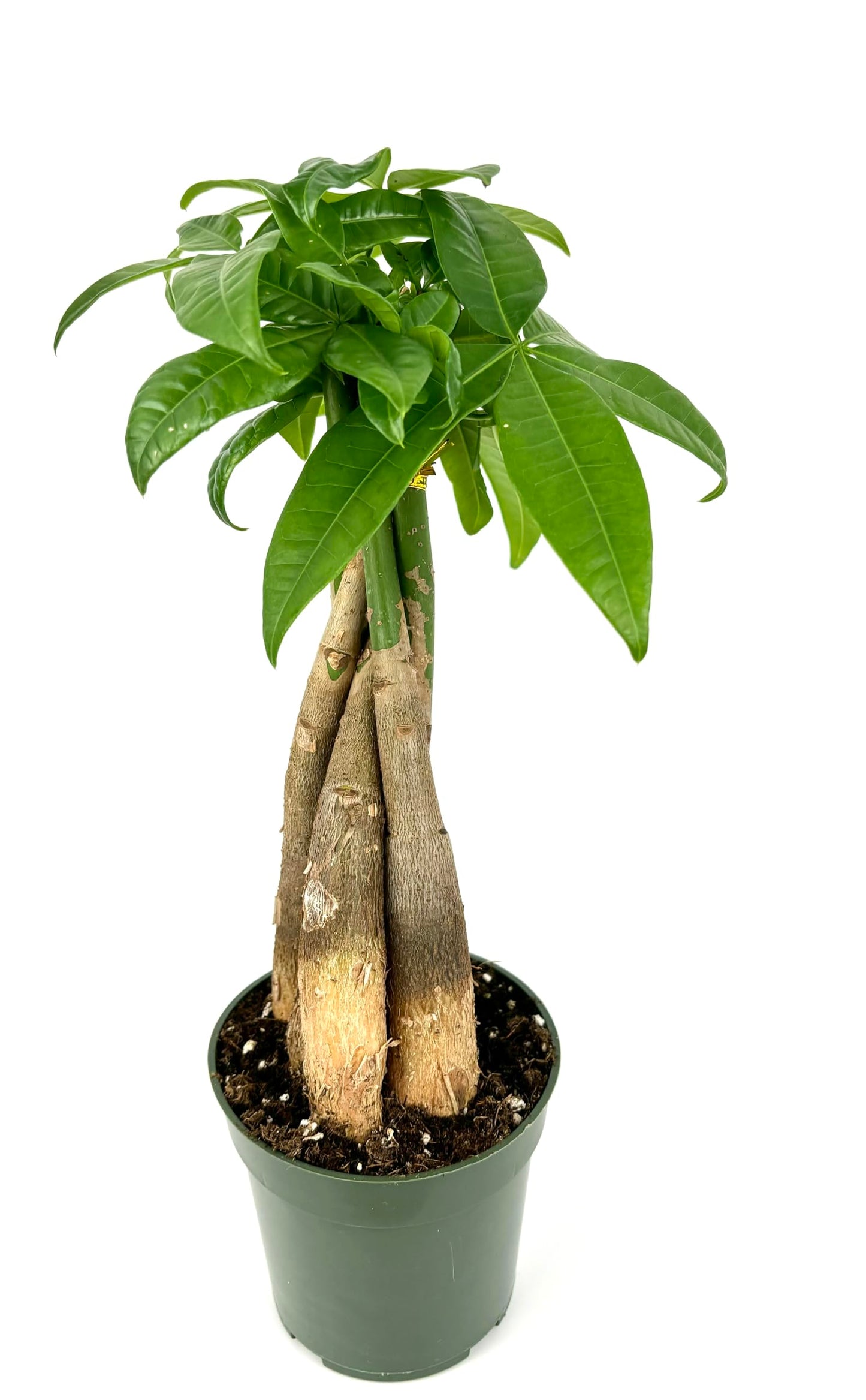 Money Tree Braided Pachira Aquatica Live House Plant Feng Shui, 4" Pot