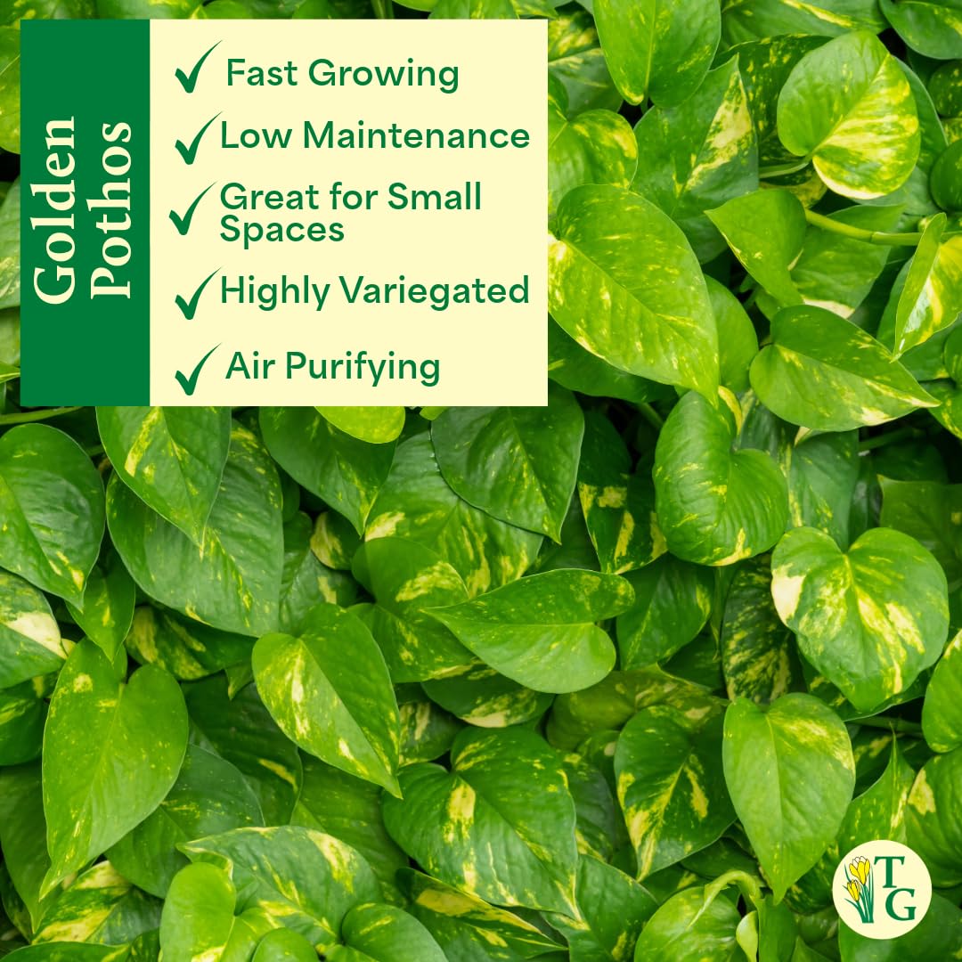 Thorsen's Greenhouse Golden Pothos, Live Indoor Vining Plant, Easy to Grow, Variegated Houseplant, Natural Air Purifier (Sage, 4-inch Pot)