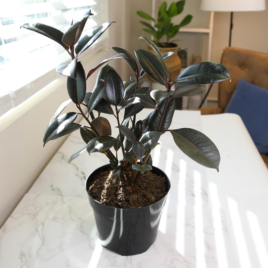 Live Ficus Burgundy, Ficus Tree, Rubber Tree Indoor Houseplant in 8 in. Grower Pot by Plants for Pets