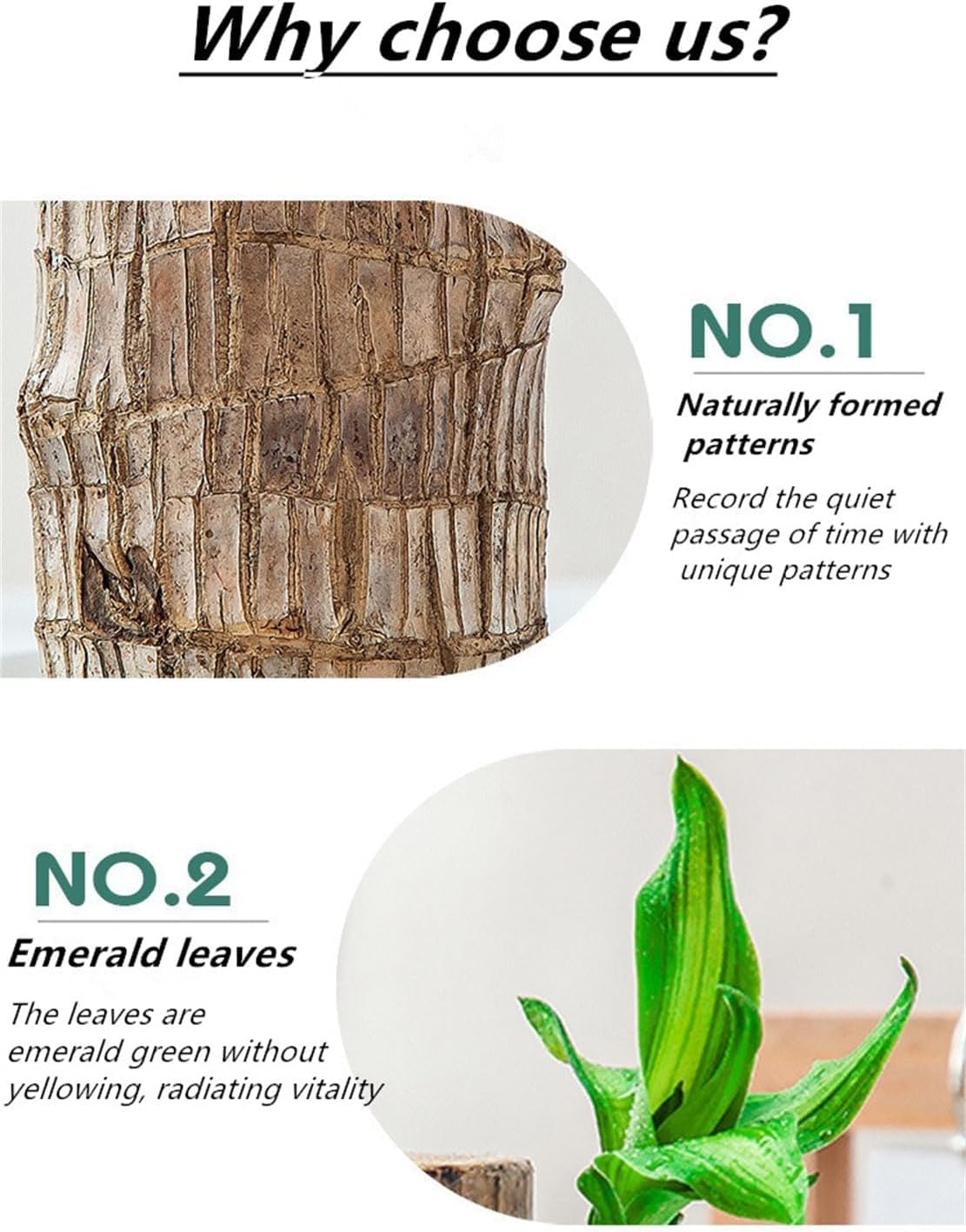 Brazilian Lucky Wood，Easy to Maintain and Purify the Air Brazilian Wood，Suitable for Living Rooms, Kitchens, Bedrooms, Desks, and Outdoor Gardens (AD)