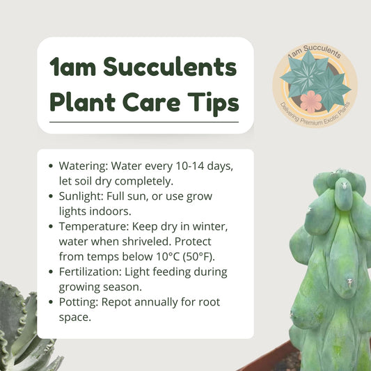 Boobie Cactus Live Plant - Myrtillocactus Geometrizans Fukurokuryuzinboku - 5-6 Inch Height, Unique Succulent Cactus for Indoor and Outdoor Home and Garden Decor, Low Maintenance and Drought-Tolerant