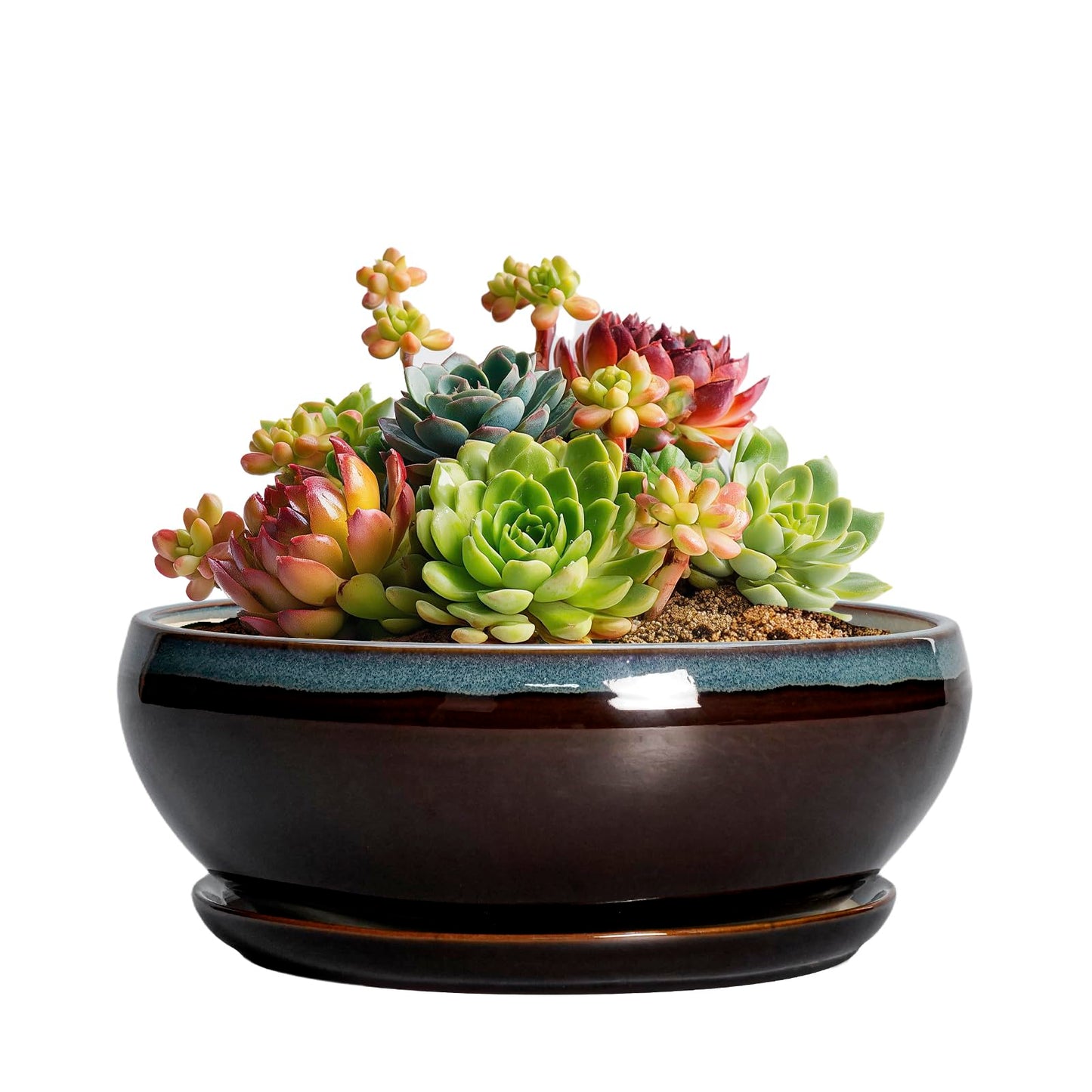 SQOWL Succulent Pots with Drainage Hole - 6 Inch Ceramic Bonsai Tree Pots, Shallow Planter with Saucer, Round Plant Pot for Succulent Indoor Outdoor, Porch Decor, Gifts for Plant Lover, Blue-Brown