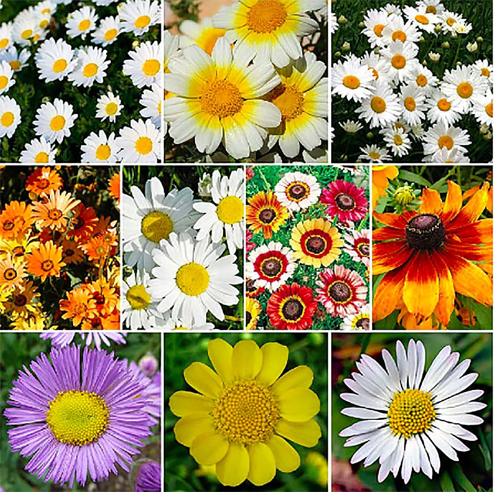 Englemann Daisy Seeds - Perennial Native - 6500 Seeds