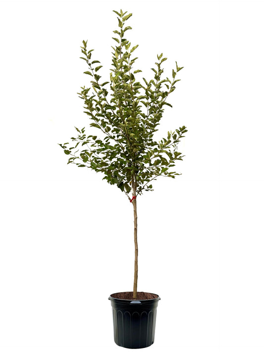 American Plant Exchange Apple Tree 'Semi Dwarf Granny Smith' – Live Fruit-Bearing Plant, 7-Gallon Pot, Cold-Hardy, for Home Orchards, Backyard Gardens & Edible Landscapes
