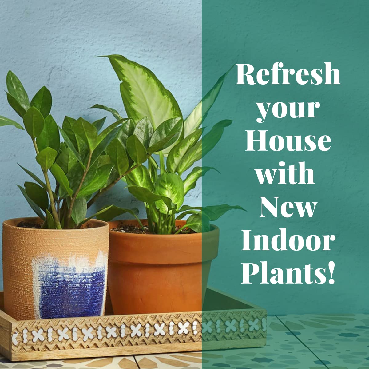 HOUSE PLANT SHOP | Pet Friendly Bundle - 4" Pot | Live Indoor Plant | Easy to Care | Natural Décor Plant | Great Gifts | Free Care Guide